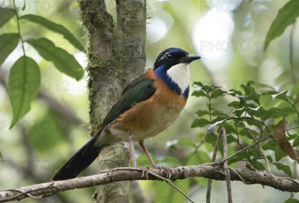 Pitta-Like Ground Roller, Blue-headed Roller (Atelornis pittoides) in the rainforests of eastern