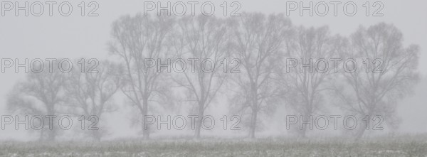 Willows (Salix) in a foggy snowstorm, Emsland, Lower Saxony, Germany