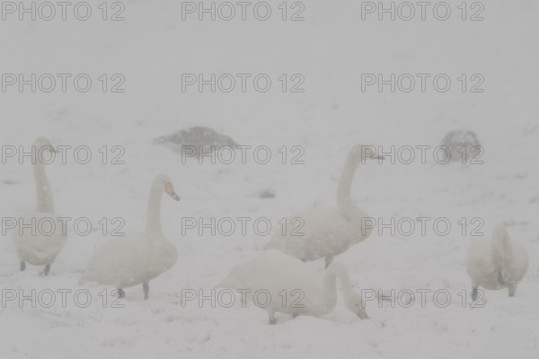 Whooper swans (Cygnus cygnus) and grey geese (Anser anser) in the snow, Emsland, Lower Saxony,