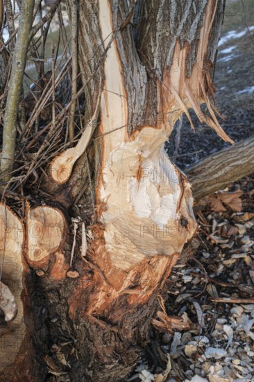 Beaver bite on a tree trunk, Radolfzell am Lake Constance, Konstanz district, Baden-Württemberg,