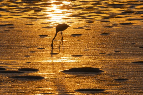 Pink flamingo (Phoenicopterus roseus) against the light, sunset, lagoon at Walfish Bay, Erongo,