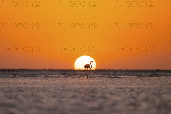 Single pink flamingo (Phoenicopterus roseus) directly in front of the setting sun, backlight,
