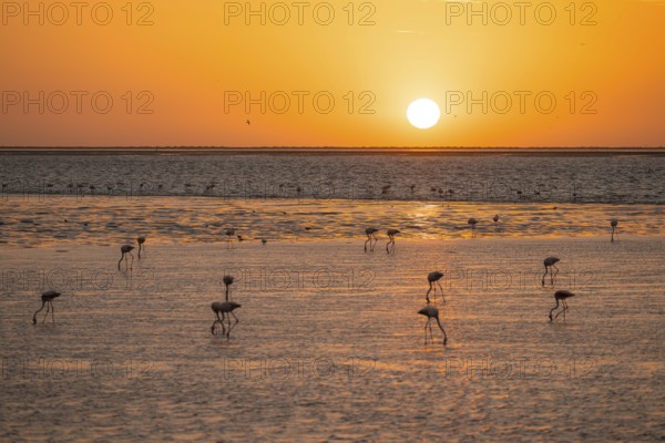 Pink flamingos (Phoenicopterus roseus) against the light, sunset, lagoon at Walfish Bay, Erongo,