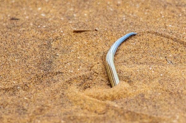 FitzSimon's burrowing skink or short blind dart skink, (Typlacontias brevipes), Namib Desert,