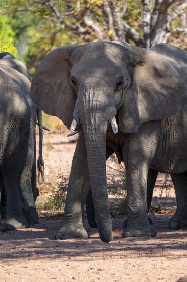 African elephant (Loxodonta africana), desert elephant, riverbed of the Ugab River, Damaraland,