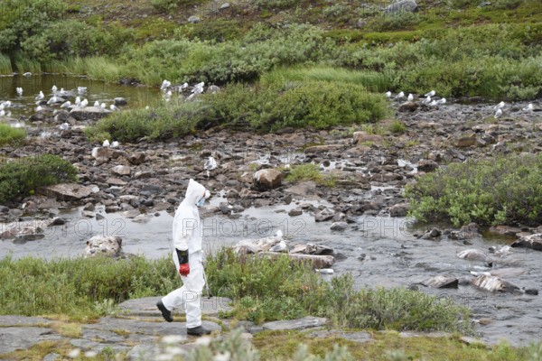 Person in a protective suit, protective mask and goggles looking for dead kittiwakes (Rissa