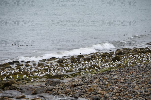 Kittiwakes (Rissa tridactyla) suffering from avian influenza, melancholic atmosphere, Ekeroya,