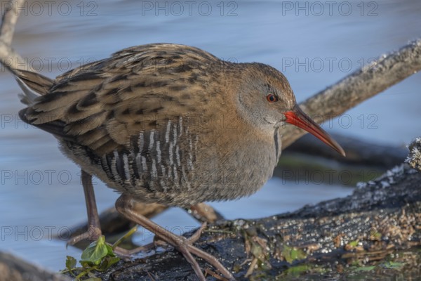 Water Rail (Rallus aquaticus) runs along a branch at the edge of the water in the moor. The sun