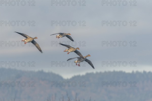 Greylag goose (Anser anser) moving in the clear sky. The wings are outstretched as they fly. The