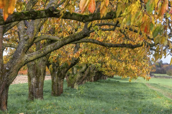 Old cherry trees (Prunus avium) of a plantation in autumn colour, Karsberg, Upper Franconia,