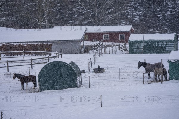 Horses in a paddock, snowy in winter, snowfall, in Elfringhauser Switzerland, near Sprockhövel,
