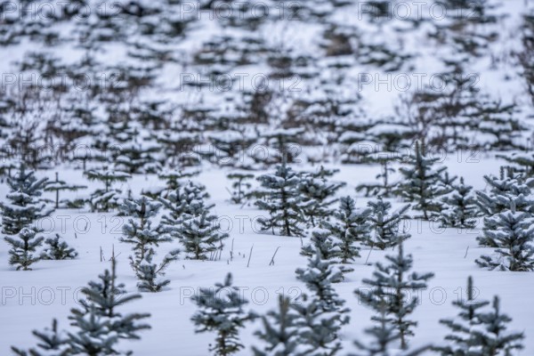 Nursery, Christmas trees, blue firs, still young plants, in a row, in winter, near