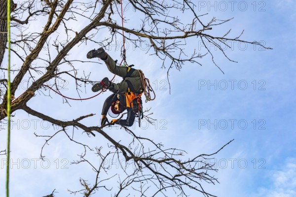 Detroit, Michigan - Members of the Detroit Arborist Collective trim dead branches from a burr oak