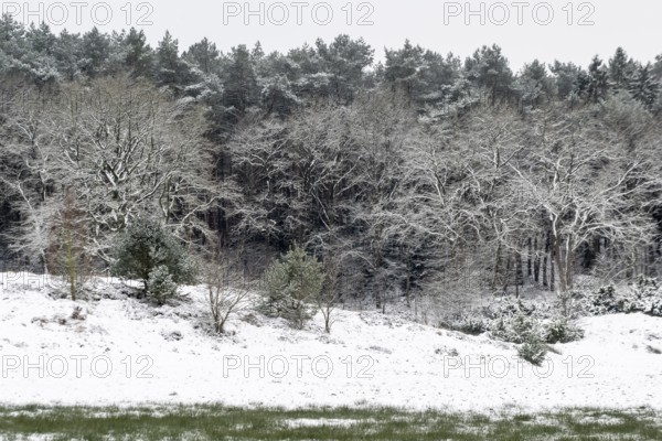 Forest edge with English oaks (Quercus robur) and pines (Pinus sylvestris) in the snow, Emsland,