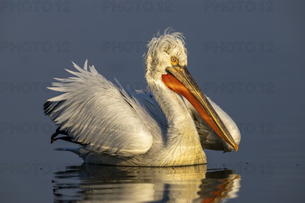 Dalmatian Pelican (Pelecanus crispus), Dalmatian Pelican, swimming, morning light, in its plumage,