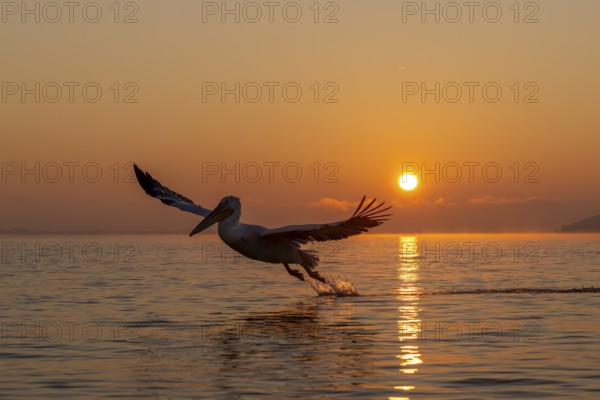 Dalmatian Pelican (Pelecanus crispus), Dalmatian Pelican, flying, morning mood, sunrise, in