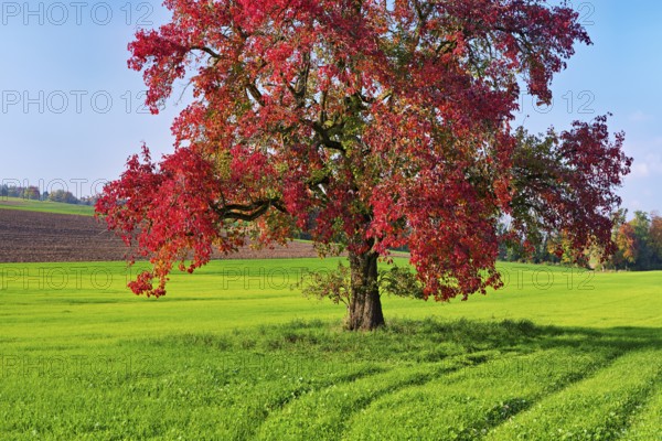 Red discoloured pear tree (Pyrus), standing in a meadow, Beinwil, Freiamt, Canton Aargau,