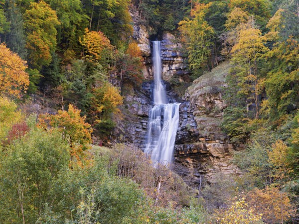 Autumn-coloured sycamore maple (Acer pseudo plantanus), at the Diesbach waterfall, Canton Glarus,