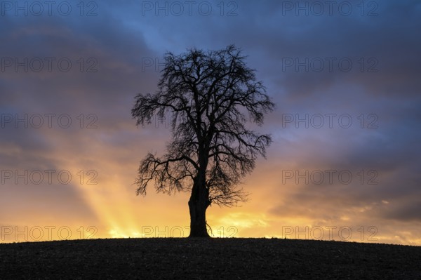 Solitary pear tree (Pyrus) at sunset with sunbeams. Rhine-Neckar district, Baden-Württemberg,