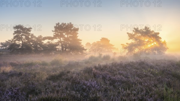 Pine trees in the blooming Mehlinger Heide at sunrise. Fog, fog rays and backlight. Mehlinger Heide