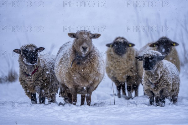 Winter weather, blowing snow, sheep on a snowy pasture, looking for food, thick fur, Elfringhauser