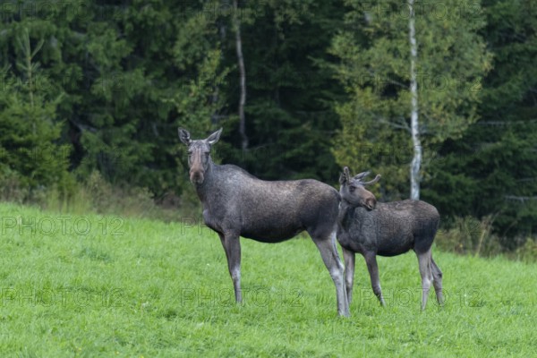 Moose (Alces alces) in a meadow, Lauvsnes, Nordtronderlag, Norway