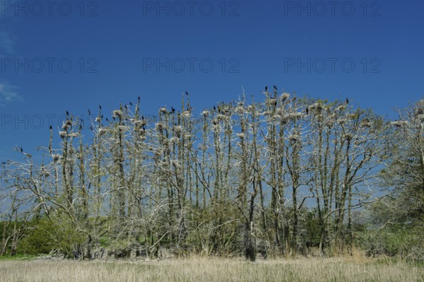 Cormorant (Phalacrocorax carbo) in the breeding colony, Stralsund, Mecklenburg-Western Pomerania,