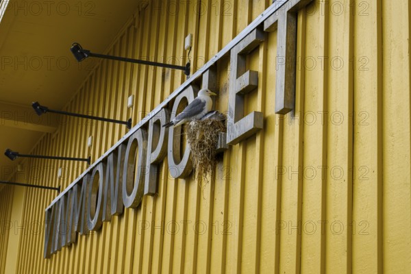 Yellow building of the Norwegian state wine monopoly with sign and floodlights and a breeding