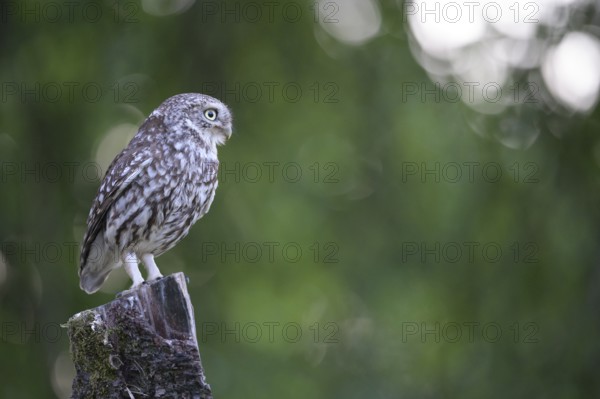 A little owl (Athene noctua) sitting alone on an old willow pole in front of a soft green