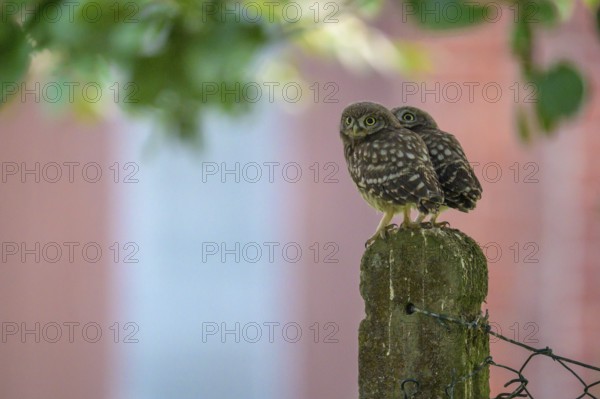 Two little little owls (Athene noctua) sitting on an old concrete fence post against the background