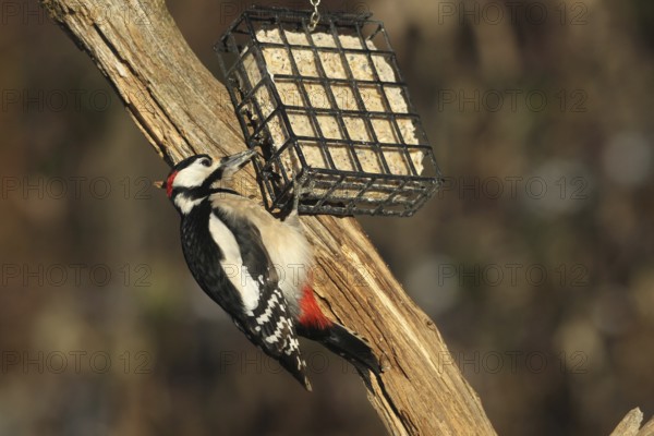 Great spotted woodpecker (Dendrocopos major) male at winter feeding in the forest, Allgäu, Bavaria,