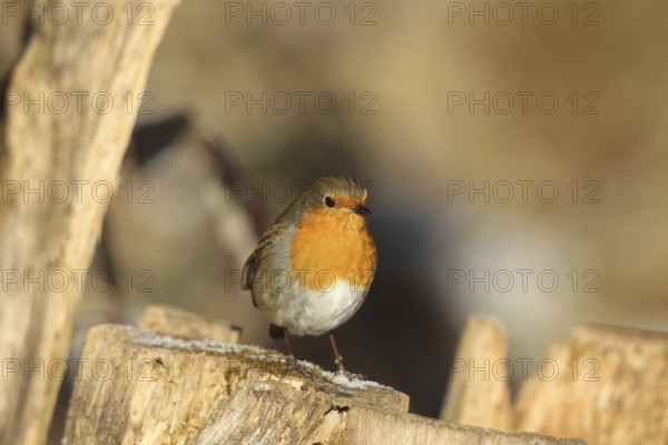 Robin (Erithacus rubecula) at winter feeding in the forest, Allgäu, Bavaria, Germany, Allgäu,