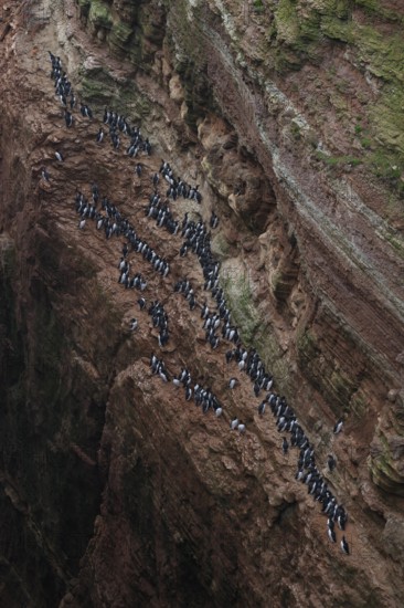 A large group of a densely packed bird colony of guillemots (Uria aalge) sits on a red sandstone
