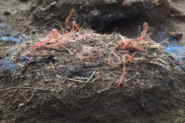 An abandoned nest of a gannet (Sula bassana) made of different materials with a lot of plastic