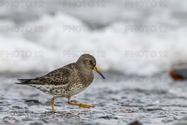 A common sandpiper (Calidris maritima) stands in shallow water surrounded by hectic wave foam,