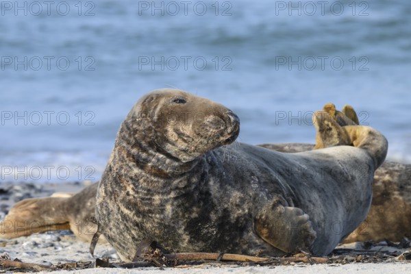A grey seal (Halichoerus grypus) rests relaxed on the beach, with the background of the calm sea,