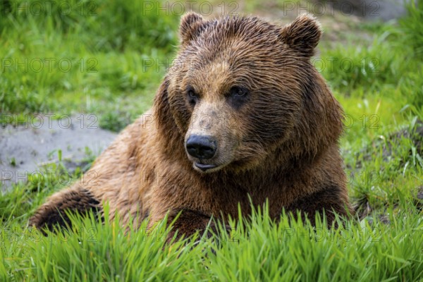 Brown bear (Ursus arctos), animal portrait, Alaska, USA