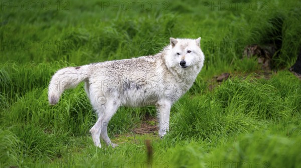Arctic wolf (Canis lupus arctos), Alaska, USA