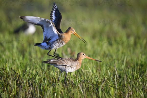 Two black-tailed godwits (Limosa limosa) standing in a meadow in front of mating copula, the male