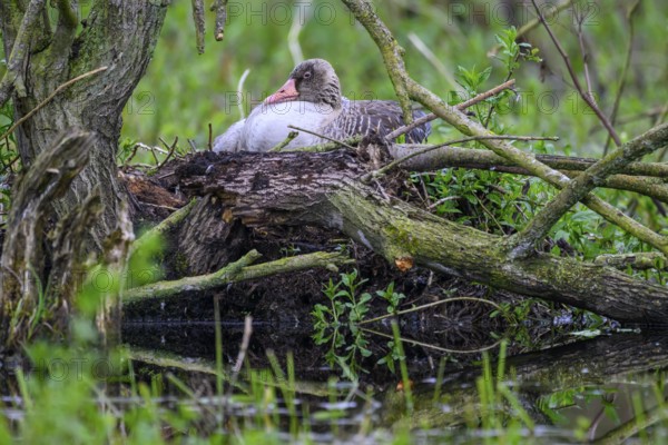A greylag goose (Anser anser) sits in its nest surrounded by branches and lush greenery in a damp