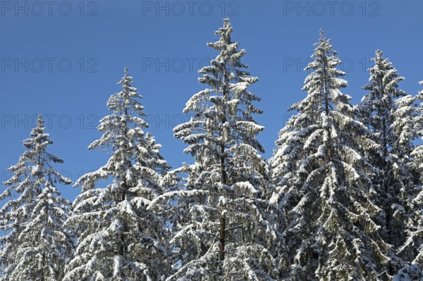 Snowy trees, conifers, forest, snow, winter, Sieversen, Samtgemeinde Rosengarten, Lower Saxony,