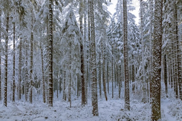 Snowy trees, tree trunks, forest, snow, winter, Sieversen, Samtgemeinde Rosengarten, Lower Saxony,