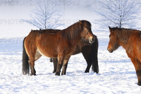 Icelandic horses (Equus islandicus) standing relaxed in winter on a meadow covered with snow,