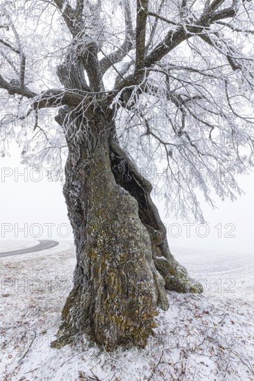 A distinctive linden tree with hoarfrost in the Swabian Jura. The Lindele natural monument in