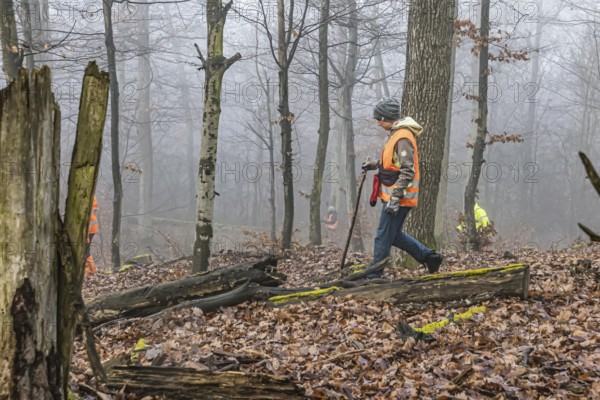 Driven hunting in Schönbuch. In autumn, hunters go hunting for wild boar and deer. Drivers in