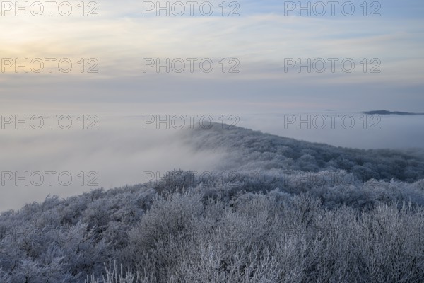 Snowy range of hills with frosty trees in the morning light, Hermannsweg an der Steinegge, Dissen