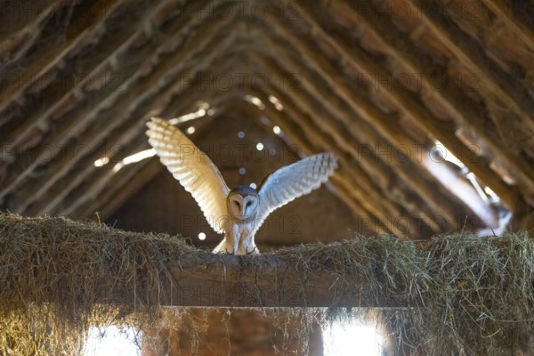 A barn owl (Tyto alba) lands with outstretched wings in the loft of an old barn surrounded by hay