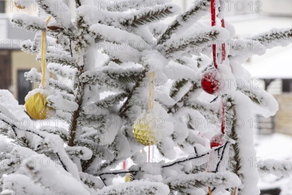 Christmas tree in the snow. The decorative glass balls are covered with hoarfrost. Westerheim,