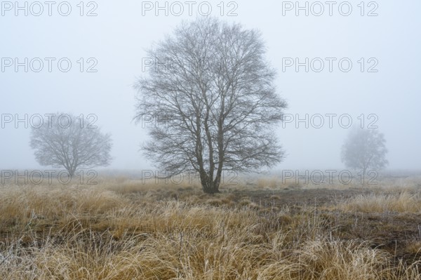 Birches in winter Rehdener Geestmoor in fog, Diepholzer Moorniederung, Rehden, Lower Saxony,