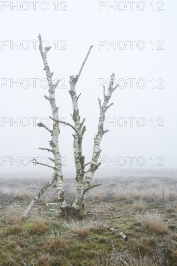 Birches in winter Rehdener Geestmoor in fog, Diepholzer Moorniederung, Rehden, Lower Saxony,